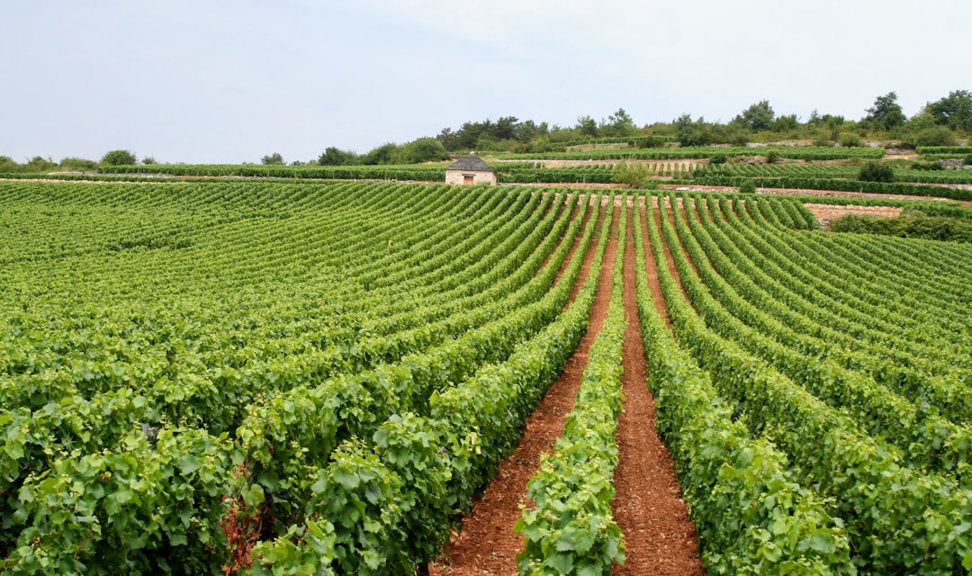 Filas de viñedos