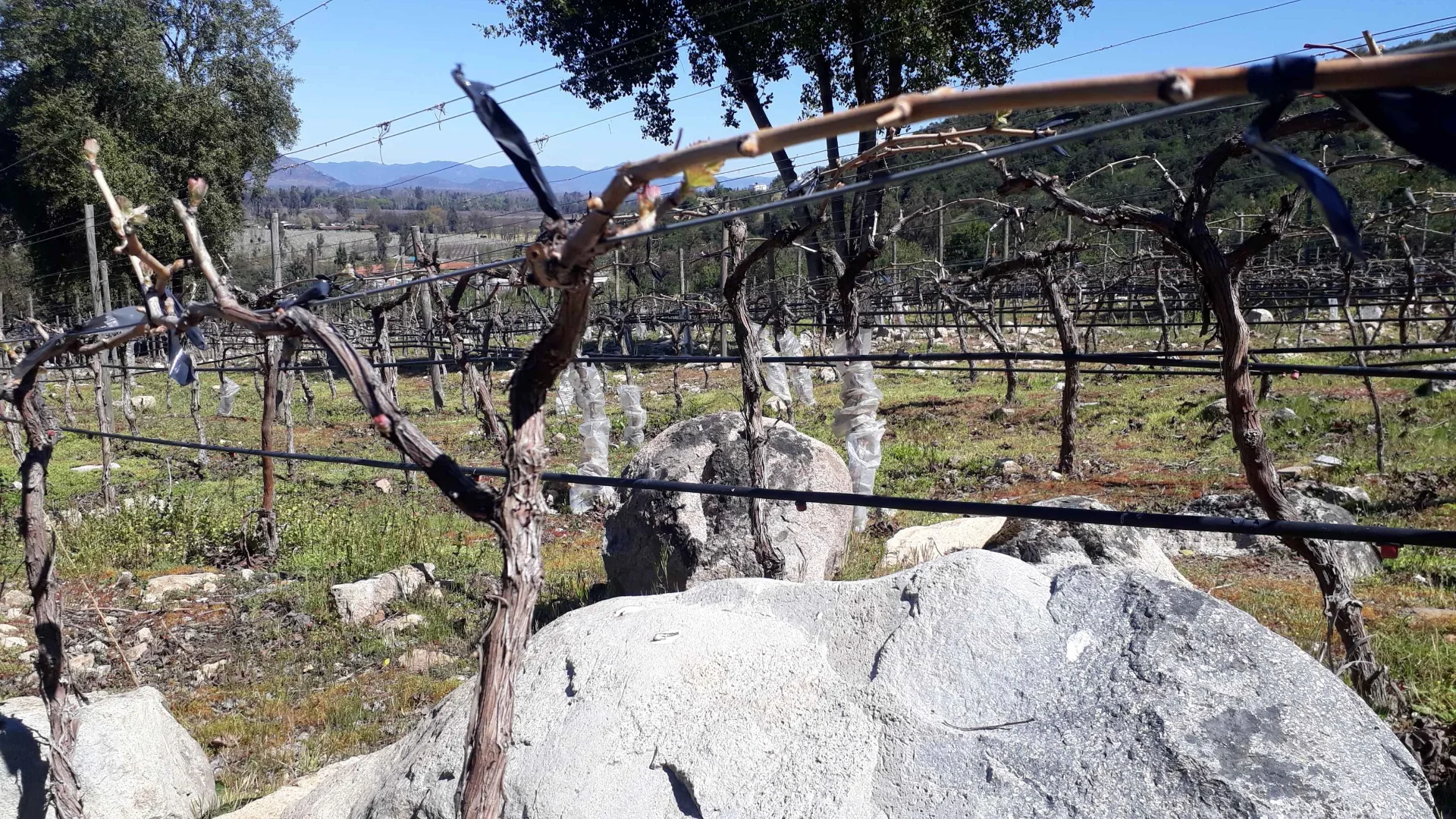 Ruka Yaquil - Vista 10 de esta viña en el Valle de Colchagua, Chile